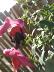 Xylocopa violacea
