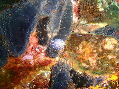 Pentacta doliolum