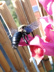 Xylocopa violacea