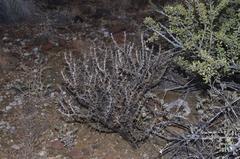 Monsonia salmoniflora