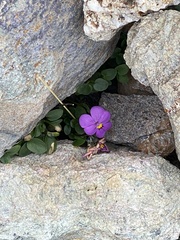 Viola comollia