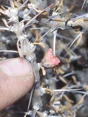 Monsonia salmoniflora