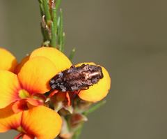 Diphucrania acuducta