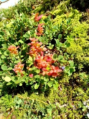 Exobasidium expansum