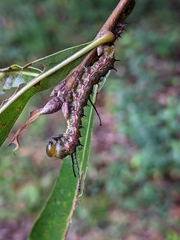 Anisota pellucida