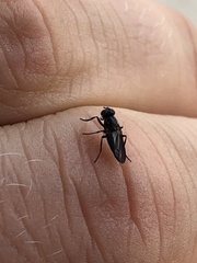Diptera