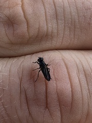 Diptera