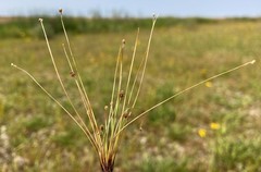 Eleocharis atropurpurea