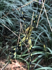 Trichonephila clavata