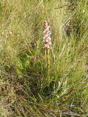 Satyrium longicauda longicauda