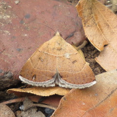 Plecopterodes moderata