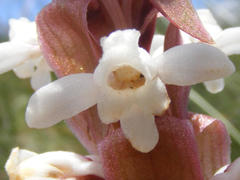 Satyrium longicauda longicauda