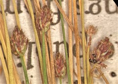 Eleocharis atropurpurea