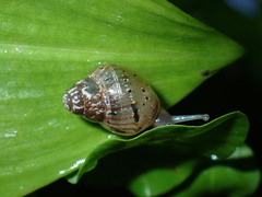 Lissachatina fulica