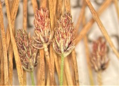 Eleocharis atropurpurea