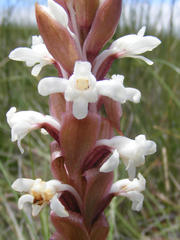 Satyrium longicauda longicauda