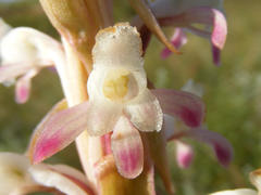 Satyrium longicauda longicauda