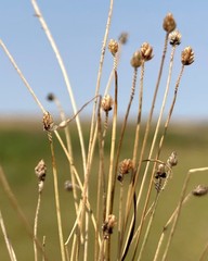 Eleocharis atropurpurea