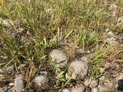 Eleocharis atropurpurea