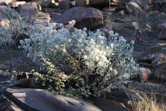 Leucosphaera bainesii