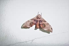 Daphnusa ocellaris