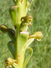Satyrium parviflorum