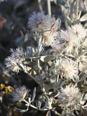 Leucosphaera bainesii
