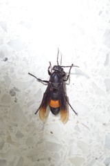 Vespa tropica