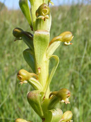 Satyrium parviflorum