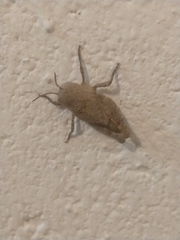 Leprus