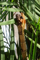 Calotes versicolor