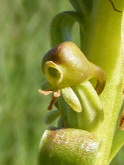 Satyrium parviflorum