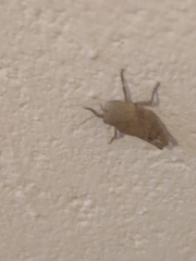 Leprus
