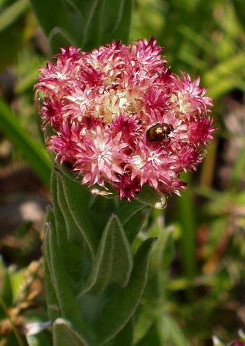 Helichrysum appendiculatum image