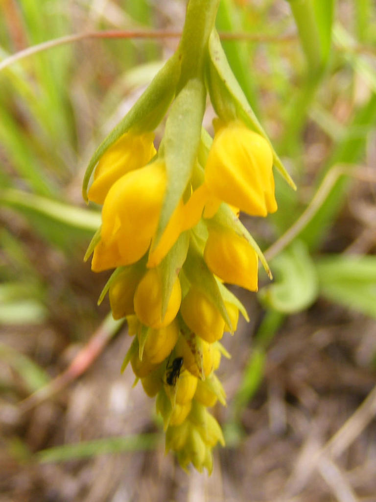 Schizochilus cecilii