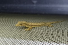 Hemidactylus platyurus