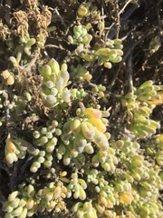 Nolana crassulifolia