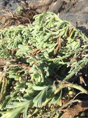 Nolana crassulifolia