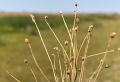 Eleocharis atropurpurea