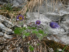 Pulsatilla halleri styriaca