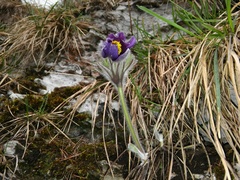 Pulsatilla halleri styriaca