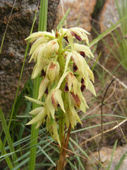 Orthochilus foliosus