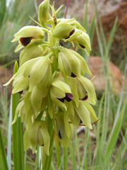 Orthochilus foliosus