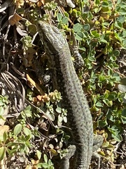 Podarcis muralis