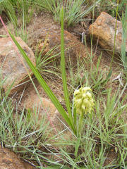 Orthochilus foliosus