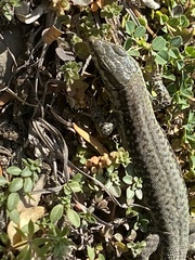 Podarcis muralis