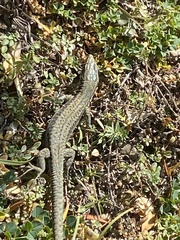 Podarcis muralis