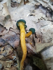 Leotia viscosa