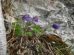 Pulsatilla halleri styriaca