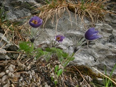 Pulsatilla halleri styriaca